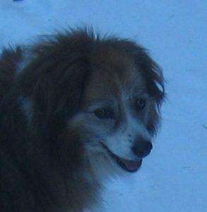 Sheltie mix