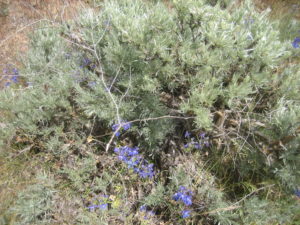 Purple flowers in a gray bush.