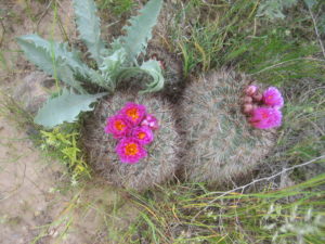 Bright Pink Flowers