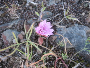 Pink Flower