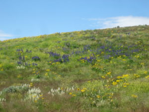 Purple, white, and yellow