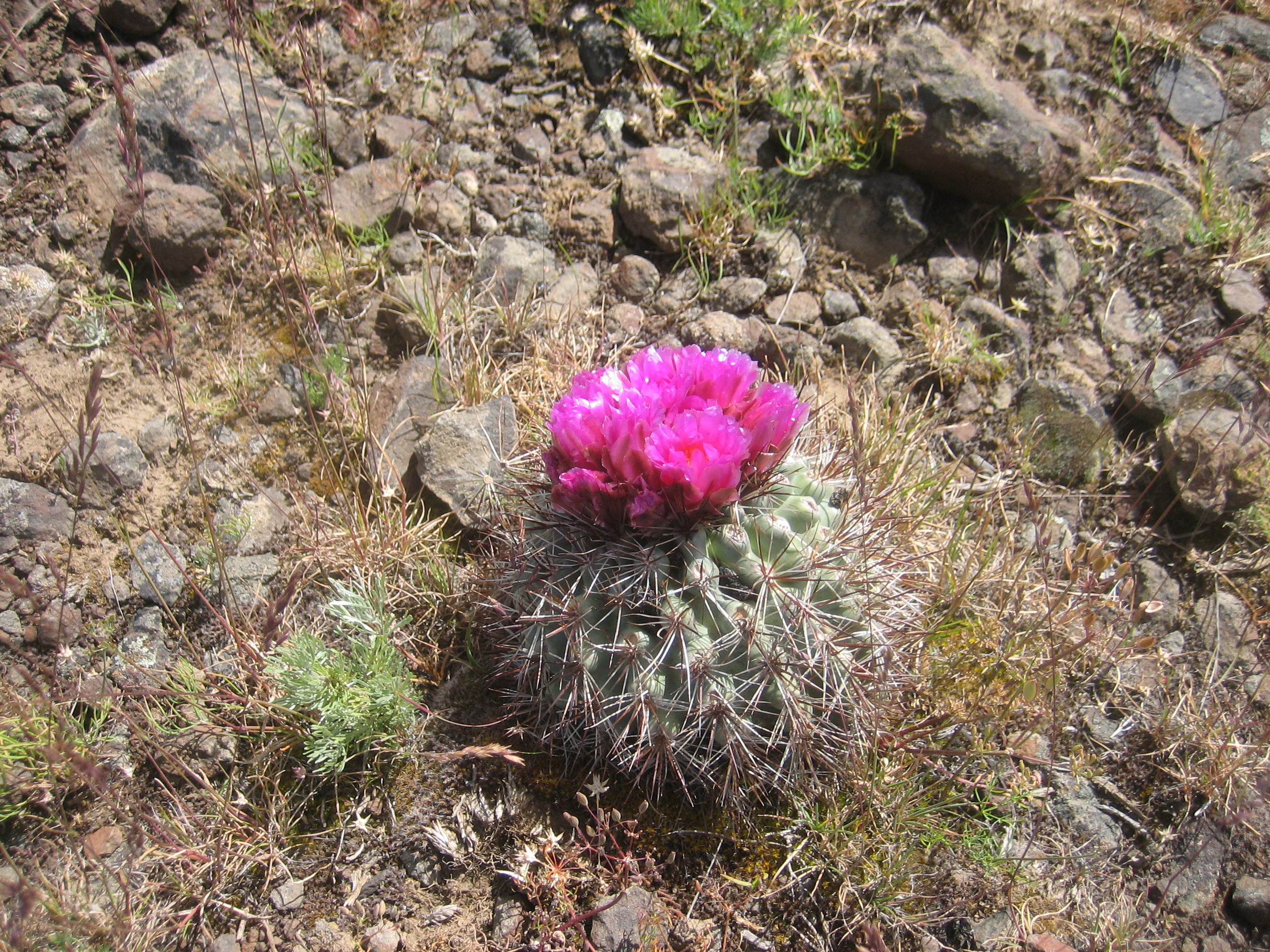 Gravel and pink cactus flowers